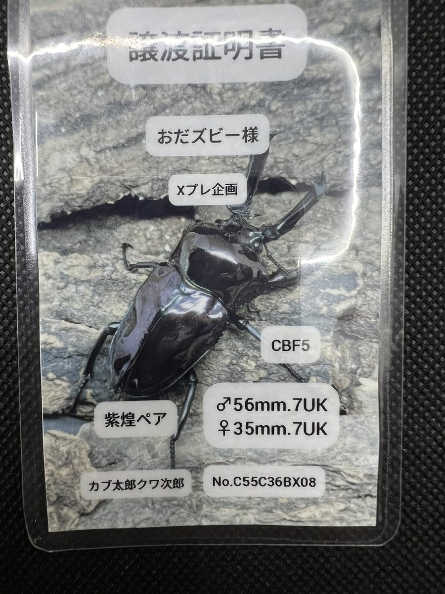 ニジイロクワガタ ペアリングスタート ここからが伝説の始まり