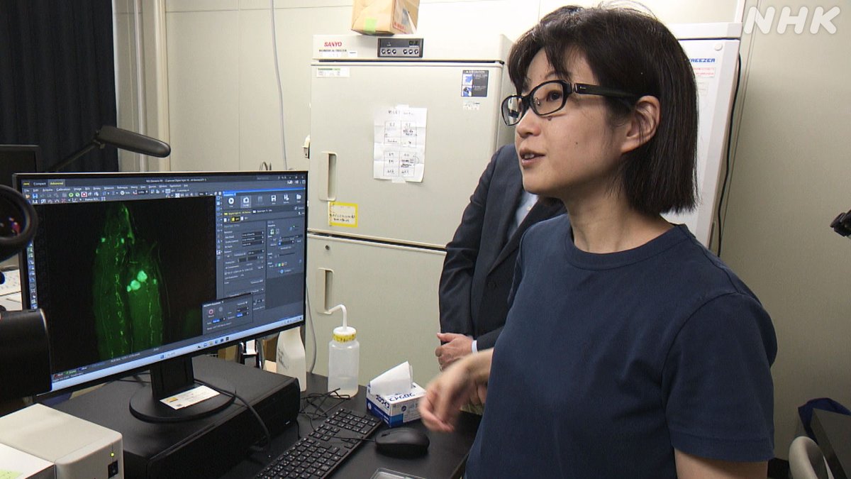 nhk_sciencezero's tweet image. 📺再放送は あす 午前11時〜[Eテレ]
#サイエンスZERO
◤“寄生昆虫”に学ぶ生存戦略!?◢

“ズルい”イメージをもたれがちな寄生
でも実は地球上のさまざまな生物種のうち40%が寄生している…😮
学びがたくさん！嫌がらずに見て🙇

／
見逃し配信は
30(日) 夜11:59 まで
＼
web.nhk/tv/an/zero/pl/…