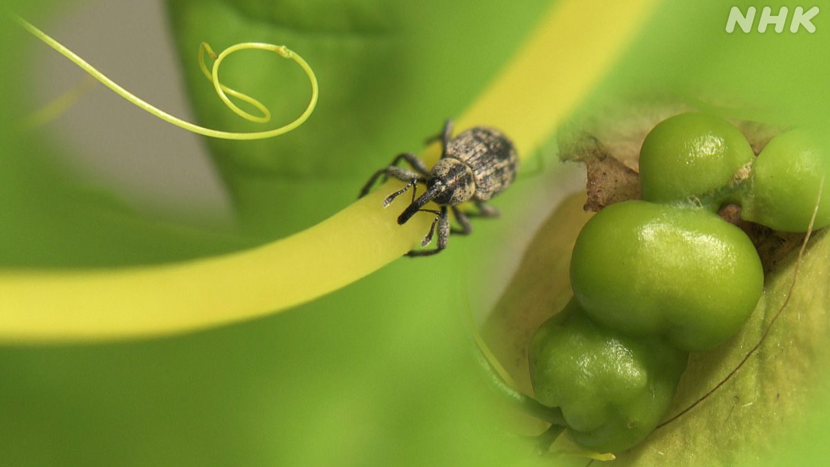 nhk_sciencezero's tweet image. 📺再放送は あす 午前11時〜[Eテレ]
#サイエンスZERO
◤“寄生昆虫”に学ぶ生存戦略!?◢

“ズルい”イメージをもたれがちな寄生
でも実は地球上のさまざまな生物種のうち40%が寄生している…😮
学びがたくさん！嫌がらずに見て🙇

／
見逃し配信は
30(日) 夜11:59 まで
＼
web.nhk/tv/an/zero/pl/…