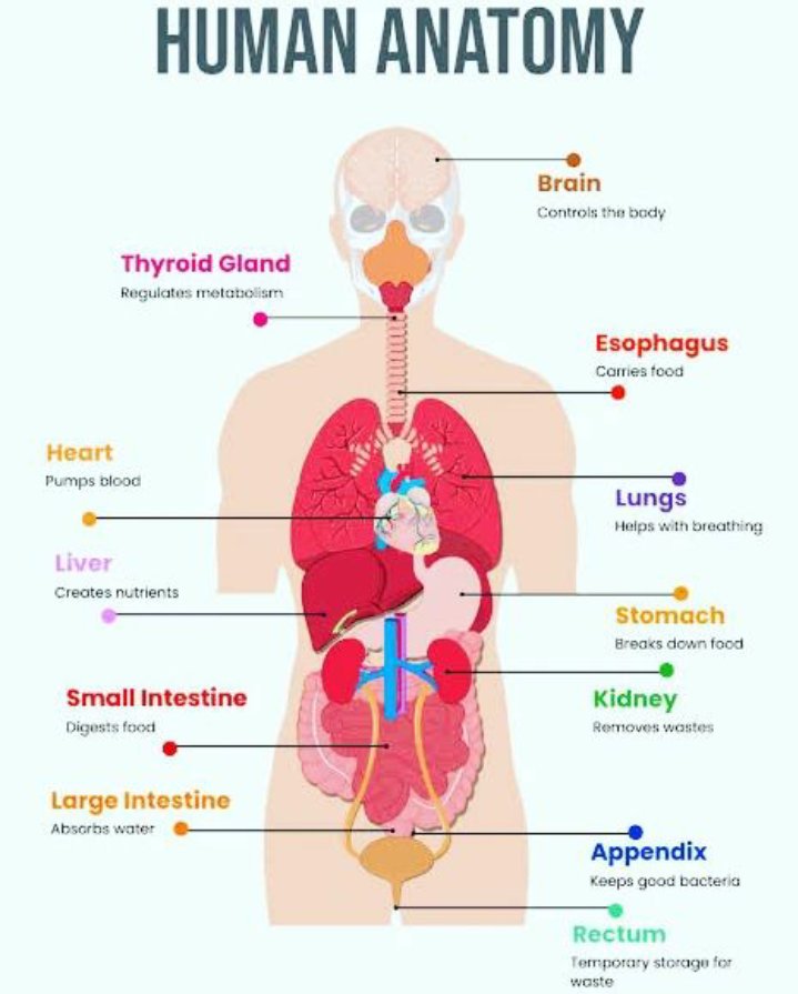 nsps24's tweet photo. इंसान के शरीर के महत्वपूर्ण अंगों के नाम!
#anatomy #humananatomy https://t.co/LOJIT6o8nj