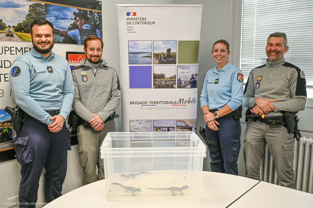 Gendarmerie's tweet image. #BellesAffaires 🐊 Il vendait des espèces exotiques sur @Snapchat, les gendarmes de la #Marne et les agents de l'@OFBiodiversite démantèlent son trafic !
➡️ 1 individu interpellé ⚖️
➡️ Saisie de 2 caïmans 🐊 et d'1 tortue 🐢, pris en charge par des services spécialisés