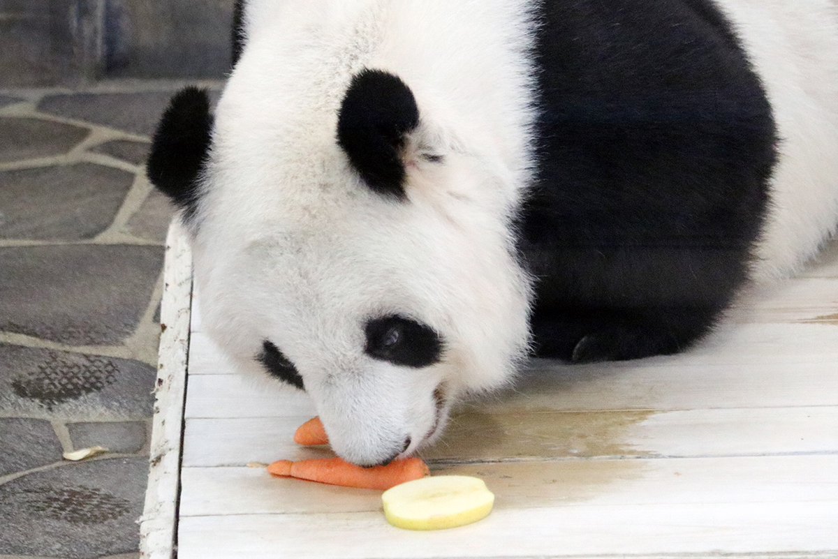 パンダ様 パンダライター 二木繁美｜『水曜日のお嬢様』発売中 (@Pandaexn