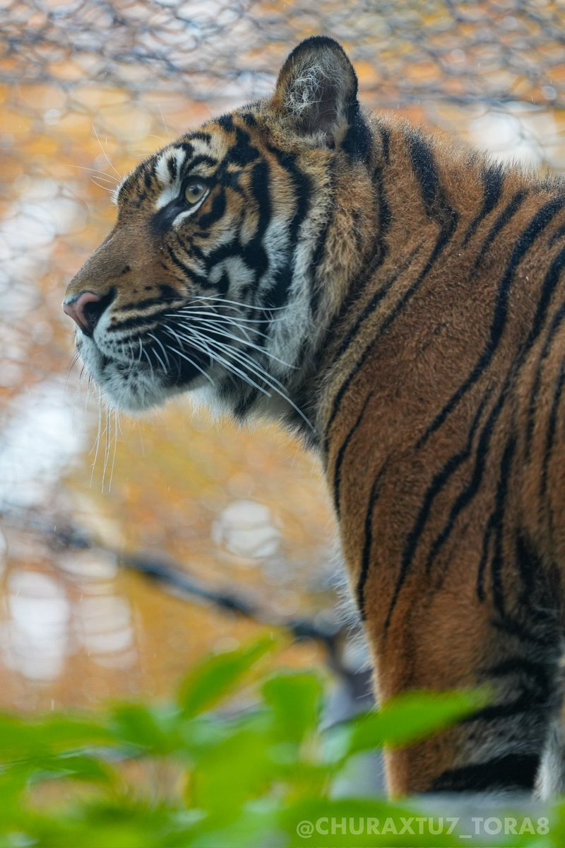 CHURAXTU7_TORA8's tweet image. アロナ🐯🌿
#東山動植物園　#スマトラトラ
📷2025年11月