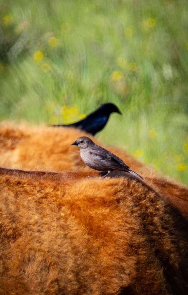 Эта пасторальная зарисовка с парочкой блестящих коровьих трупиалов (Molothrus bonariensis) наглядно иллюстрирует, почему они вообще коровьи.

Так птицы почти без усилий добывают клещей и прочих насекомых, которые досаждают бурёнкам.
