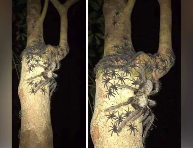 Rainmaker1973's tweet image. The Malaysian earthtiger tarantula is one of the world&apos;s largest spider. 

This is a female specimen spotted with its young.