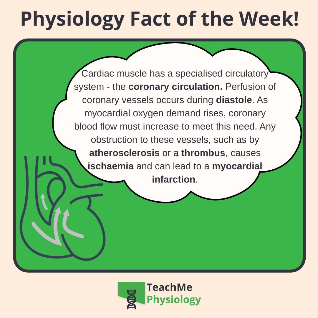 There's plenty more to learn about the adaptations of this specialised circulation.

Check out our article on the Coronary Circulation.
shorturl.at/eDDAk

#TeachMePhysiology #physiology #education