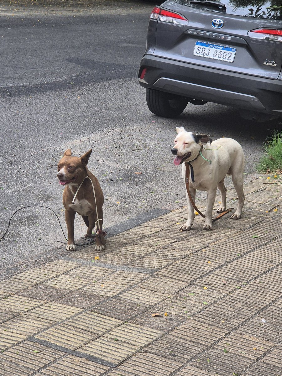 están perdidos y asustados, no saben ni cruzar la calle, martin c martinez y salvador ferrer