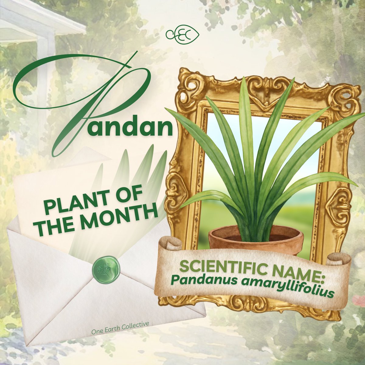 dlsuoec's tweet image. This November, we feature one of the most familiar yet remarkable plants in Filipino households, the Pandan (Pandanus amaryllifolius). 🌿

Known for its sweet aroma and culinary uses, pandan adds fragrance to rice, desserts, and drinks enjoyed across Southeast Asia.