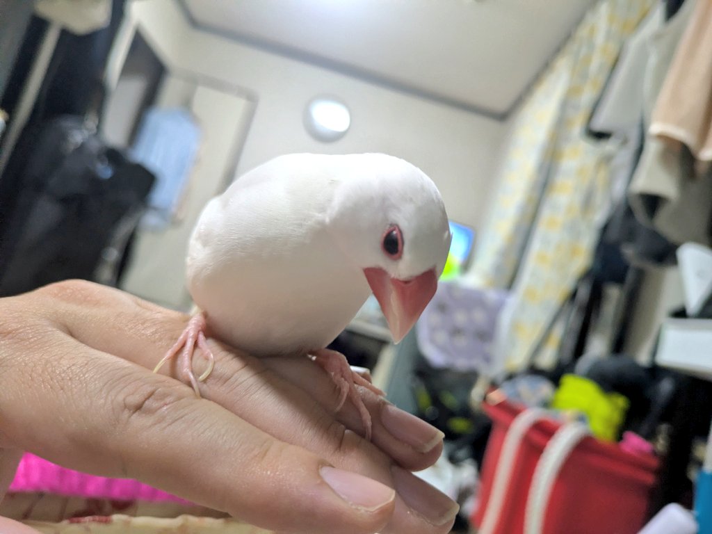 XL文鳥 (@XLBunchou) / Posts / X