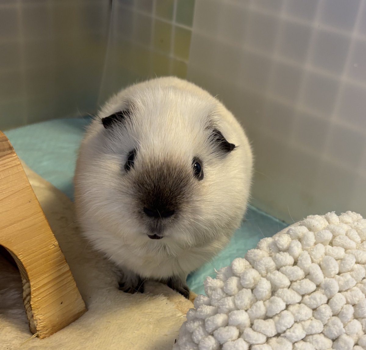 最強の鬼天竺鼠 7月9日(水)18時より抽選開始】【Bigclawx】Gangstiger Soul が登場