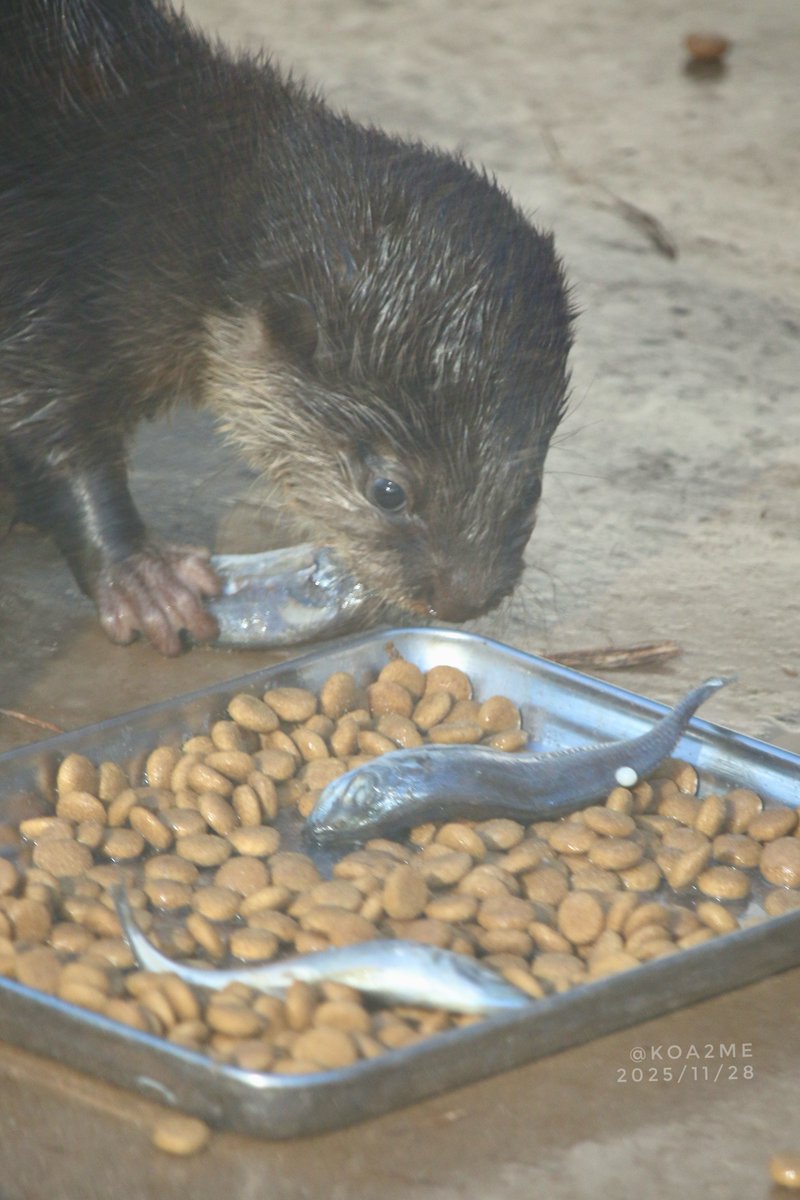 お魚も食べられるよ🐟✨ (え、パパのぶんも残してね