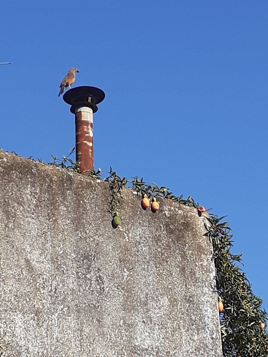 DruidBloggerOK's tweet image. Me pareció ver un par de polluelos caminando entre las plantas del fondo.
Y sí, eran dos pichones de zorzal.
Como sus padres se pusieron nerviosos entré a la casa.
Uno de ellos, en el techo de la vivienda vecina, llevaba algo en su boca para compartirles.