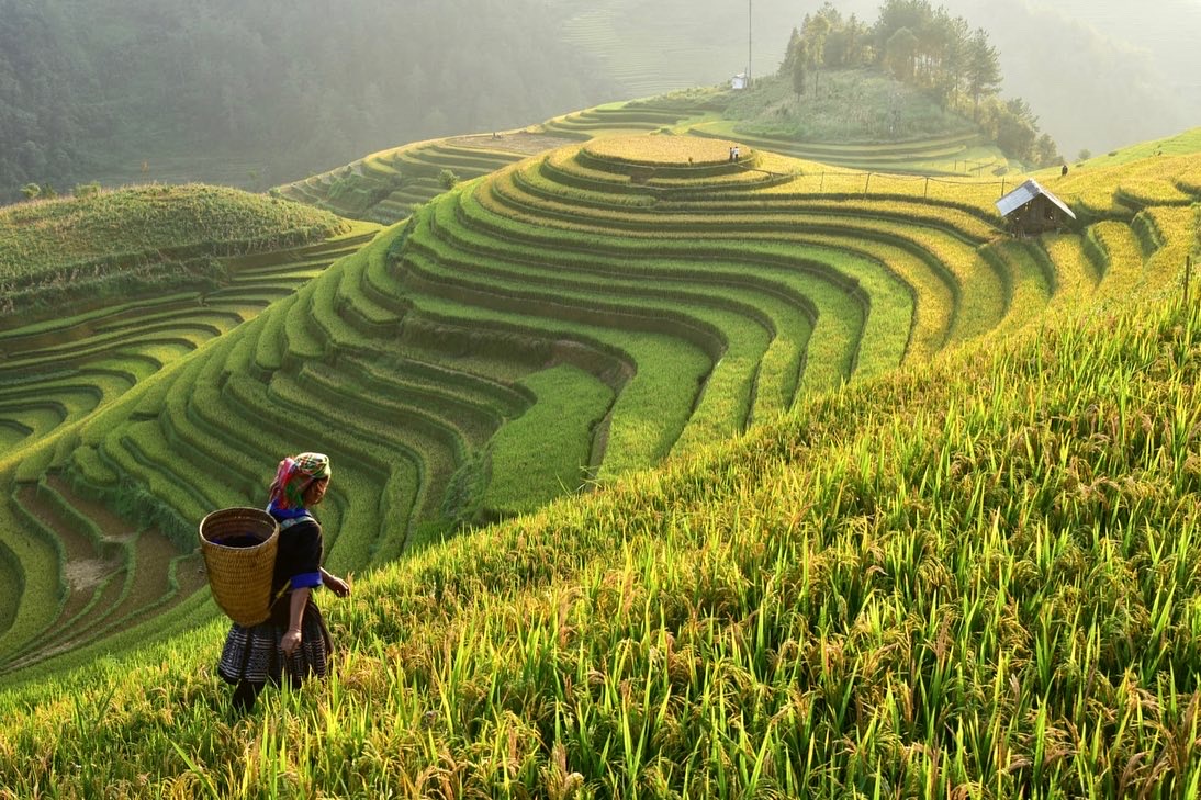 New: Vietnam Photography Tour — Sept 2026!
Capture golden rice terraces, vibrant street scenes, and artisans crafting incense, soy sauce, clay pots, lanterns &amp; more.
📸 Details: phototours.in/vietnam