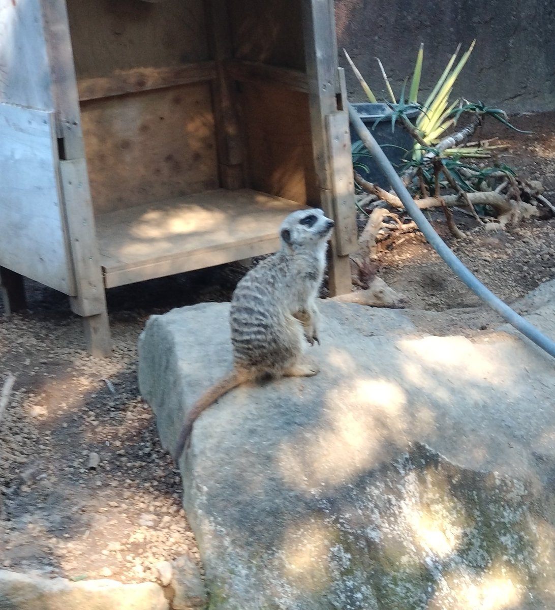 ミーアキャット ミーアキャット (@meerkat_cd) / Posts / X