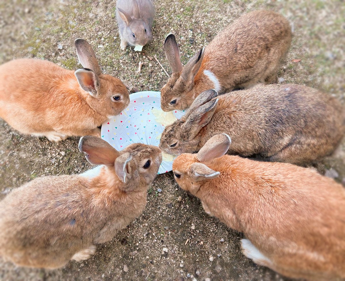 _void_void_0's tweet image. うさぎ島　仔うさぎ沢山見れた！！