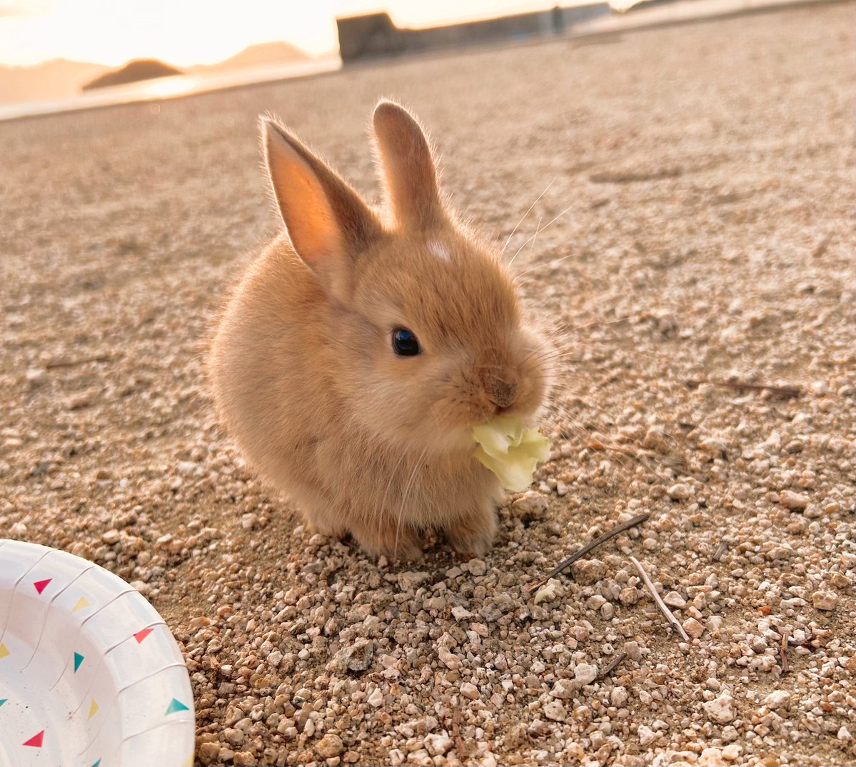 _void_void_0's tweet image. うさぎ島　仔うさぎ沢山見れた！！