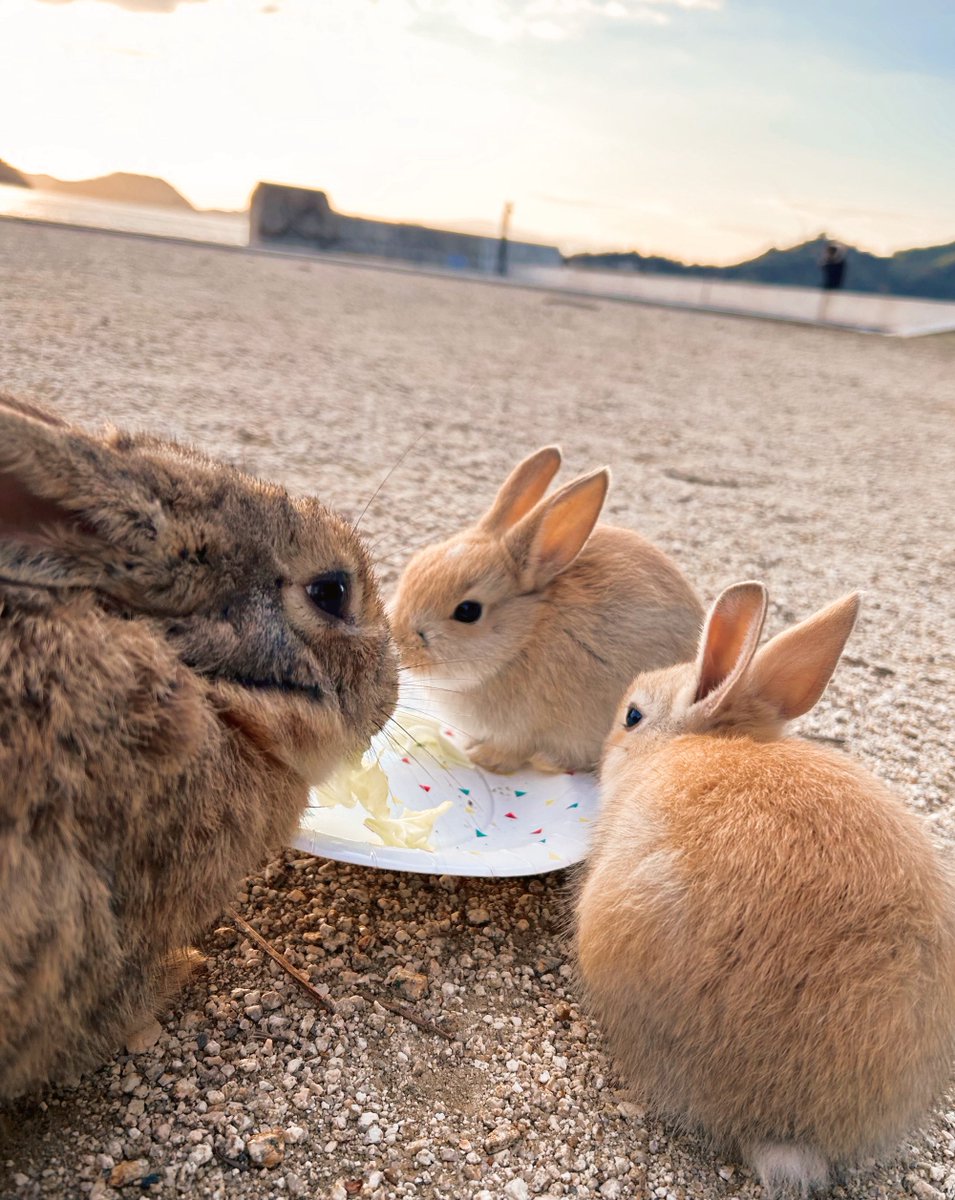 _void_void_0's tweet image. うさぎ島　仔うさぎ沢山見れた！！