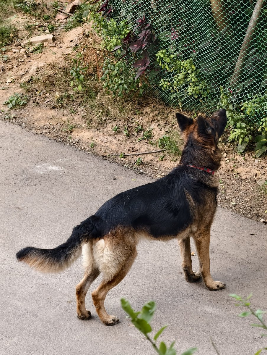 TechTurbanator's tweet image. iPhone 17 Pro 8x vs Vivo X200 Pro 10x 🔥

iPhone tends to have less processing going on but seems softer than X200’s result ☑️

What do you think of it? ⬇️