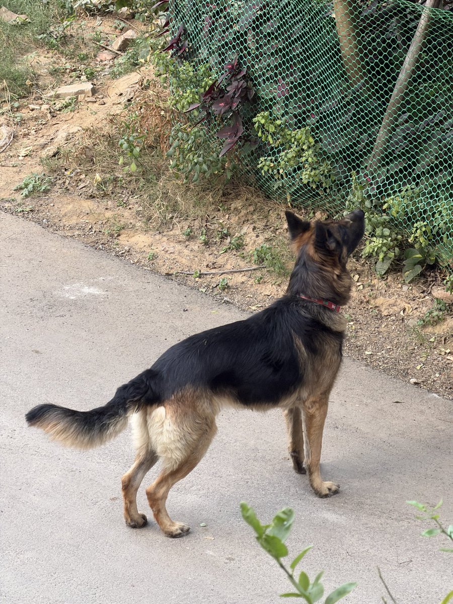 TechTurbanator's tweet image. iPhone 17 Pro 8x vs Vivo X200 Pro 10x 🔥

iPhone tends to have less processing going on but seems softer than X200’s result ☑️

What do you think of it? ⬇️