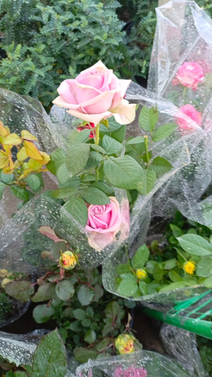 حسابك ضعيف ؟🔵🔴🟡
سوي إعادة تغريد لهذه التغريدة 
تابع كل شخص مسوي إعادة تغريد 
علق بعدد متابعيك