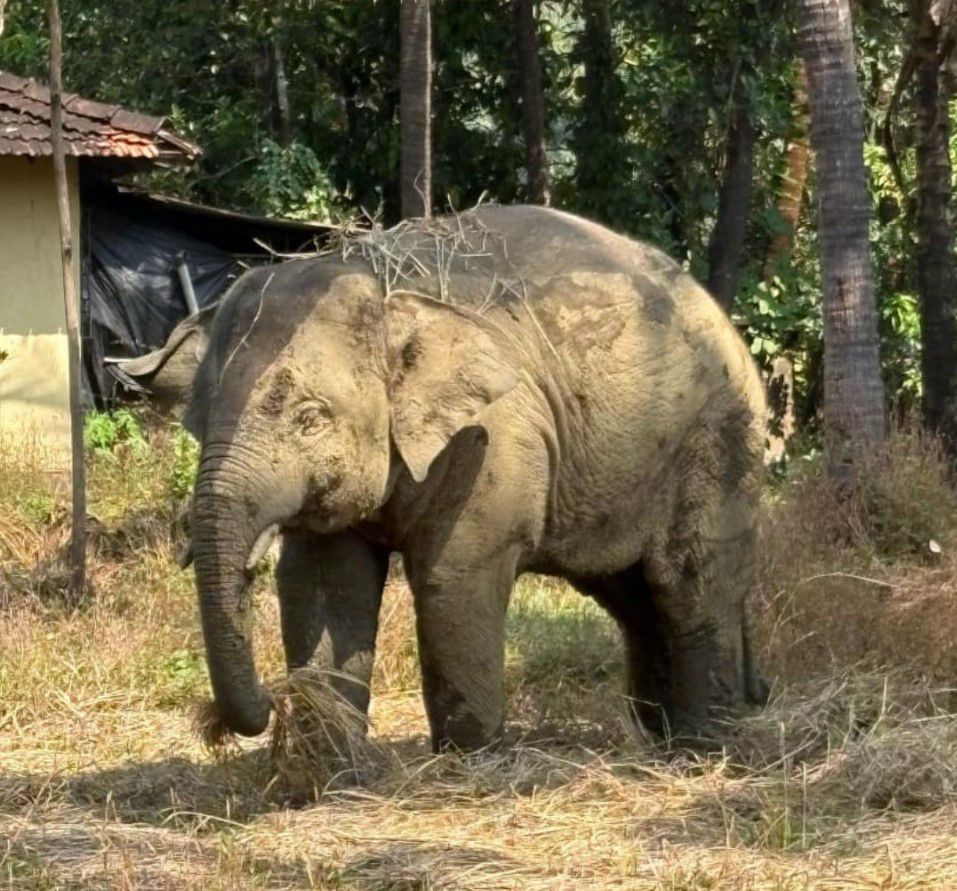 Kairavii_Rajput's tweet photo. A lone elephant is always on edge. Omkar is confused, stressed, and trying to survive alone. Instead of giving him space, people are poking and provoking him. It’s heartbreaking because with the right environment, he could actually calm down and feel safe again. Vantara is the right place for him