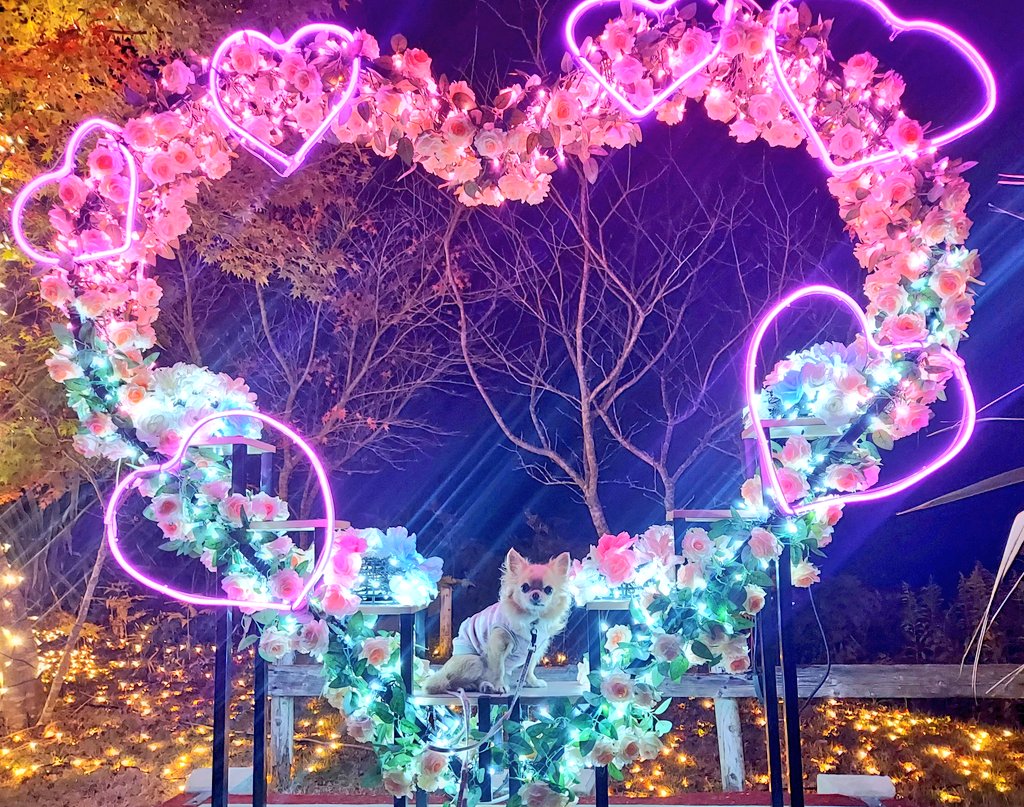 もみじのライトアップとイルミネーションを見に行ってきました🍁✨🐶

 #犬のいる暮らし 
 #虹の郷