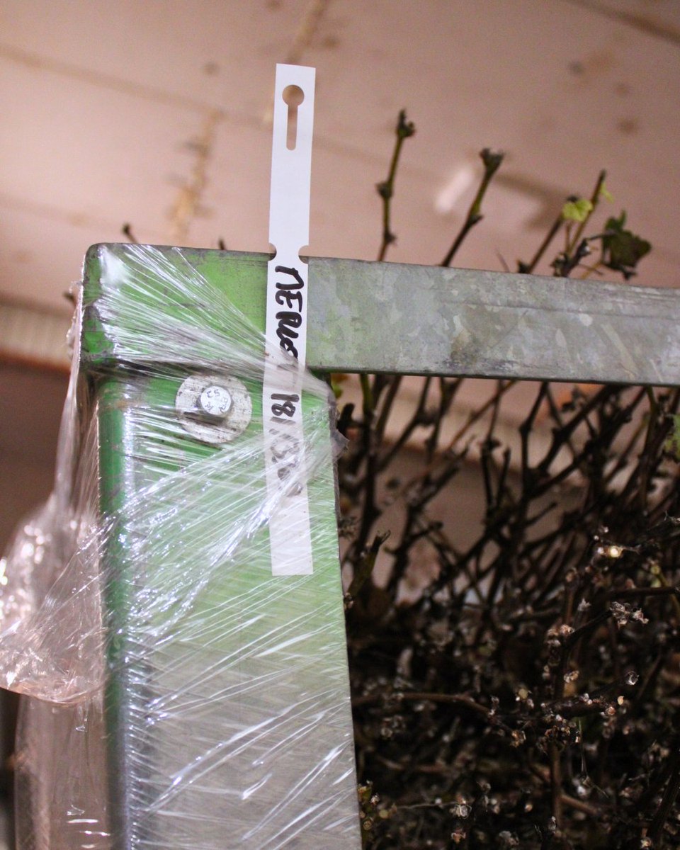 vitipeps's tweet image. 🍇 Rond, souple et charmeur, le #Merlot séduit par ses arômes de fruits rouges et noirs, sa texture veloutée et ses tanins soyeux.
Un cépage gourmand et toujours élégant 🍷

#Vitipeps #plantdevigne #pepiniereviticole #plantsdevigne #greffesoude #plantfrancais