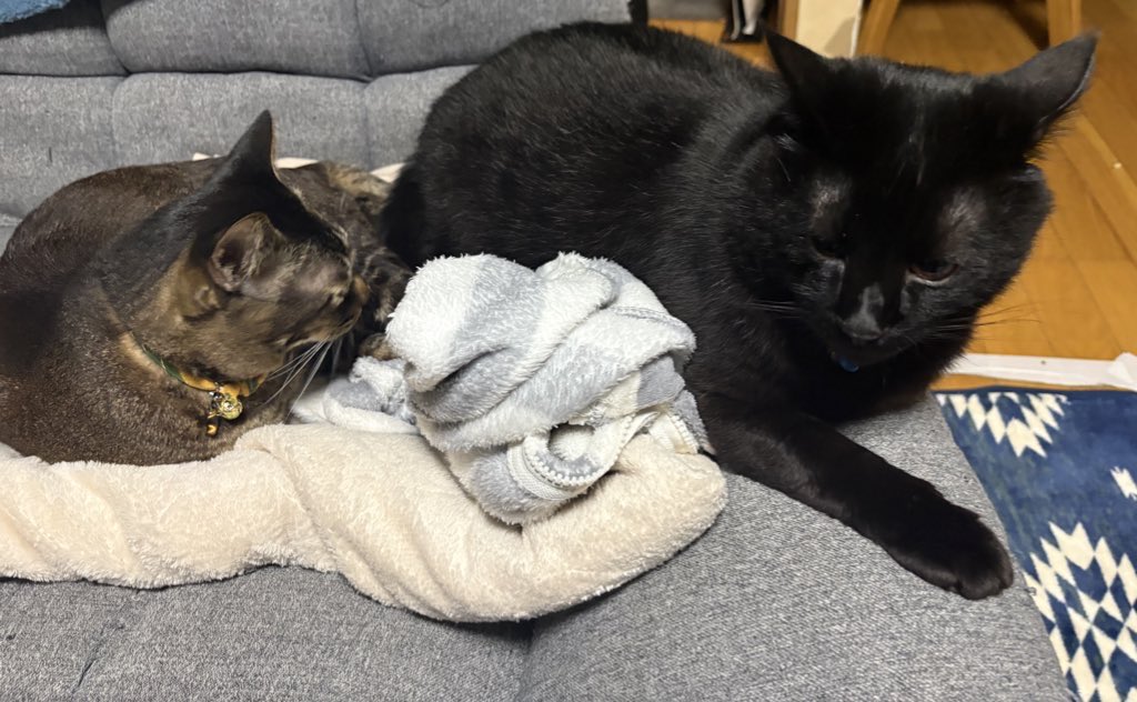 忘れてた(´>∀<｀)ゝ
樹縁から11ヶ月、めんどくさがりで真逆な性格でものんびりやってます🙄

リアルネタはちょっと早い忘年会で頼んだデザート
石焼きフレンチトースト🥰

我が家のぬこ達
寒いせいか最近尊い姿を見せてくれる(この後秒で喧嘩してた)

 #ツリネバ日記
 #森の小径
 #リアルネタ
 #猫