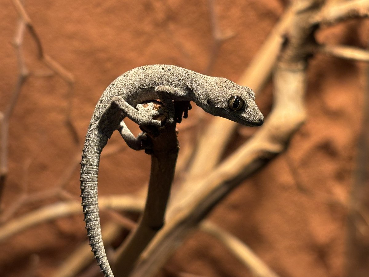 ちょんこ
#strophurusspinigerus #strophurus #スピニゲルスイシヤモリ