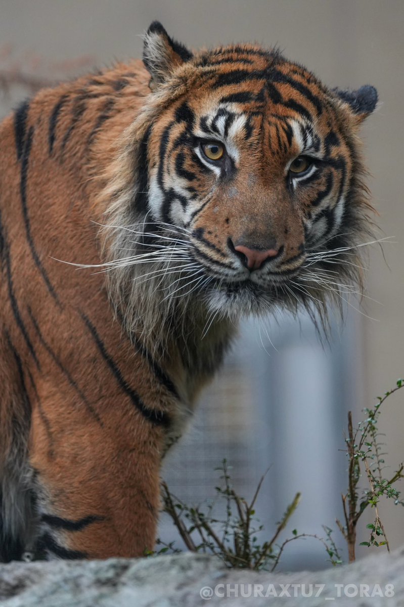CHURAXTU7_TORA8's tweet image. アオ🐯🌿
#東山動植物園　#スマトラトラ
📷2025年11月