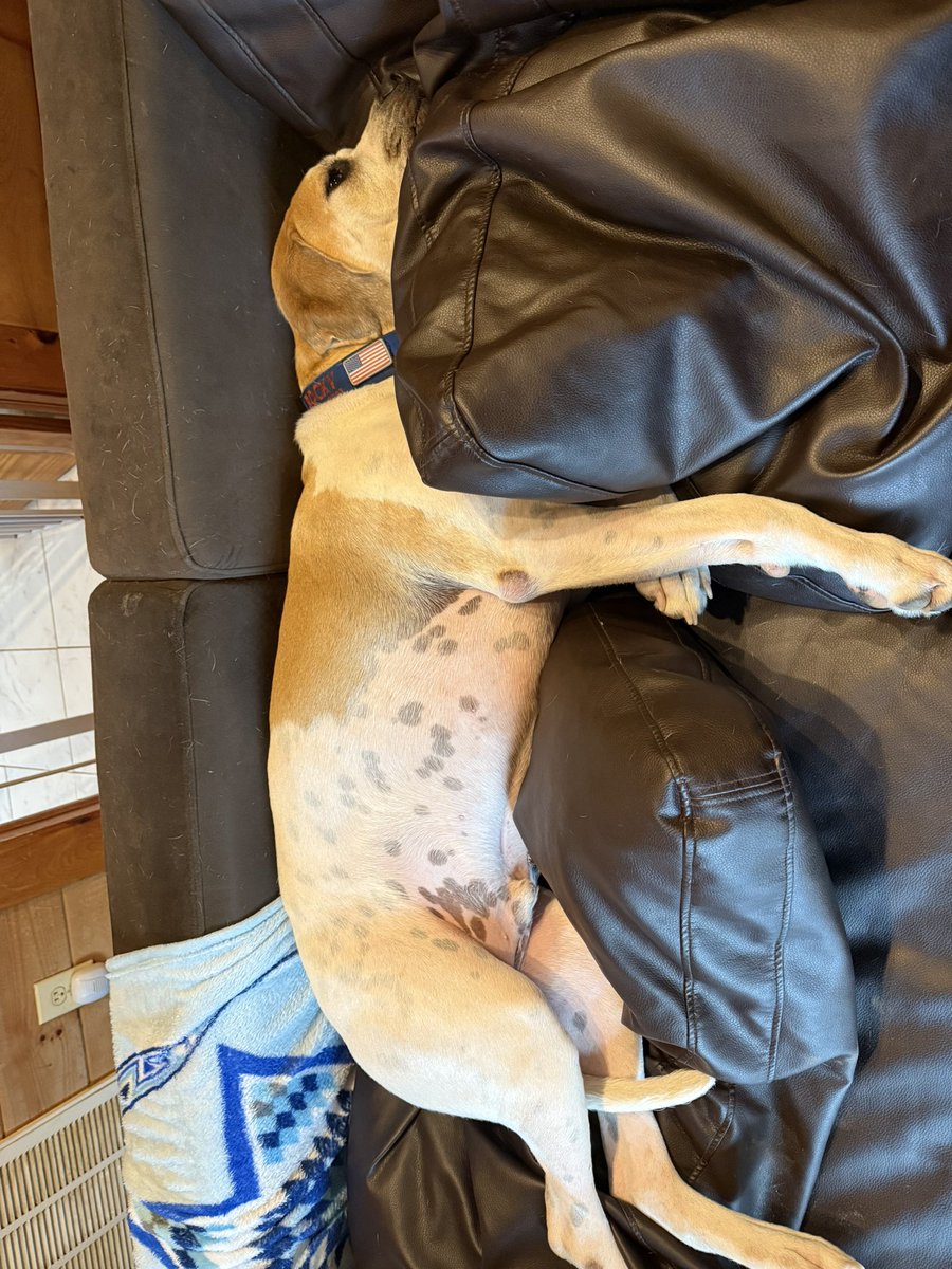 Happy Black Friday! Cold this am and colder tomorrow.
Yesterday was very chilly and a good day to sit in front of the fireplace. Pirate in my lap which is unusual. Everyone including the pups and Sparky had turkey and fixings. Even enough for all of us to have leftovers. 
The