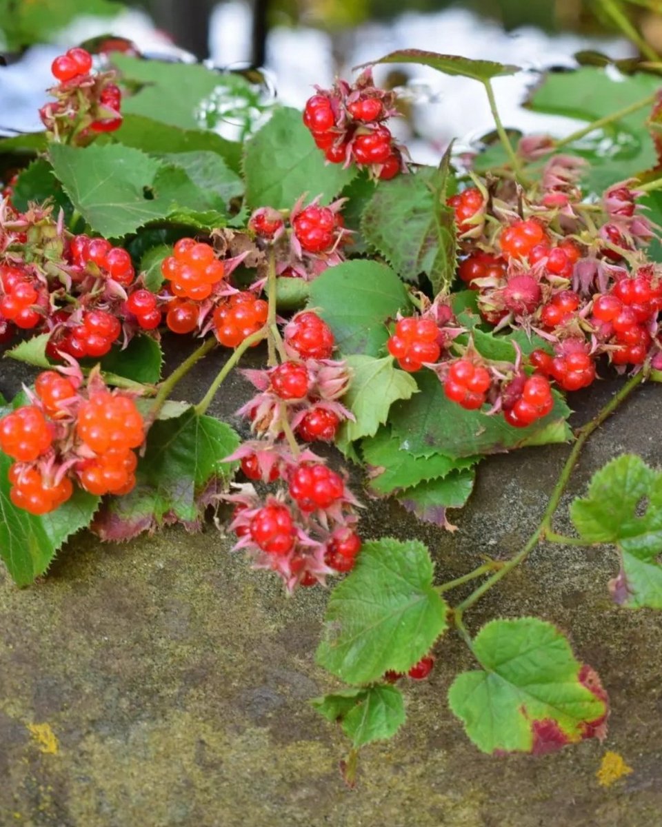 雪 (@yukinokorokka21) / Posts / X