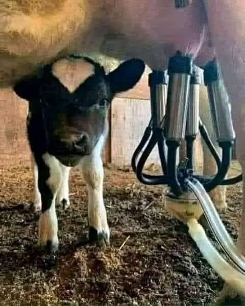 نظرة الحسرة اللى فـ عينه وهو شايف حقه بيتسرق قدامه مش يتفكركم بحاجه ؟ 🤔 اهووو هوا دا بالظبط 👌🏼