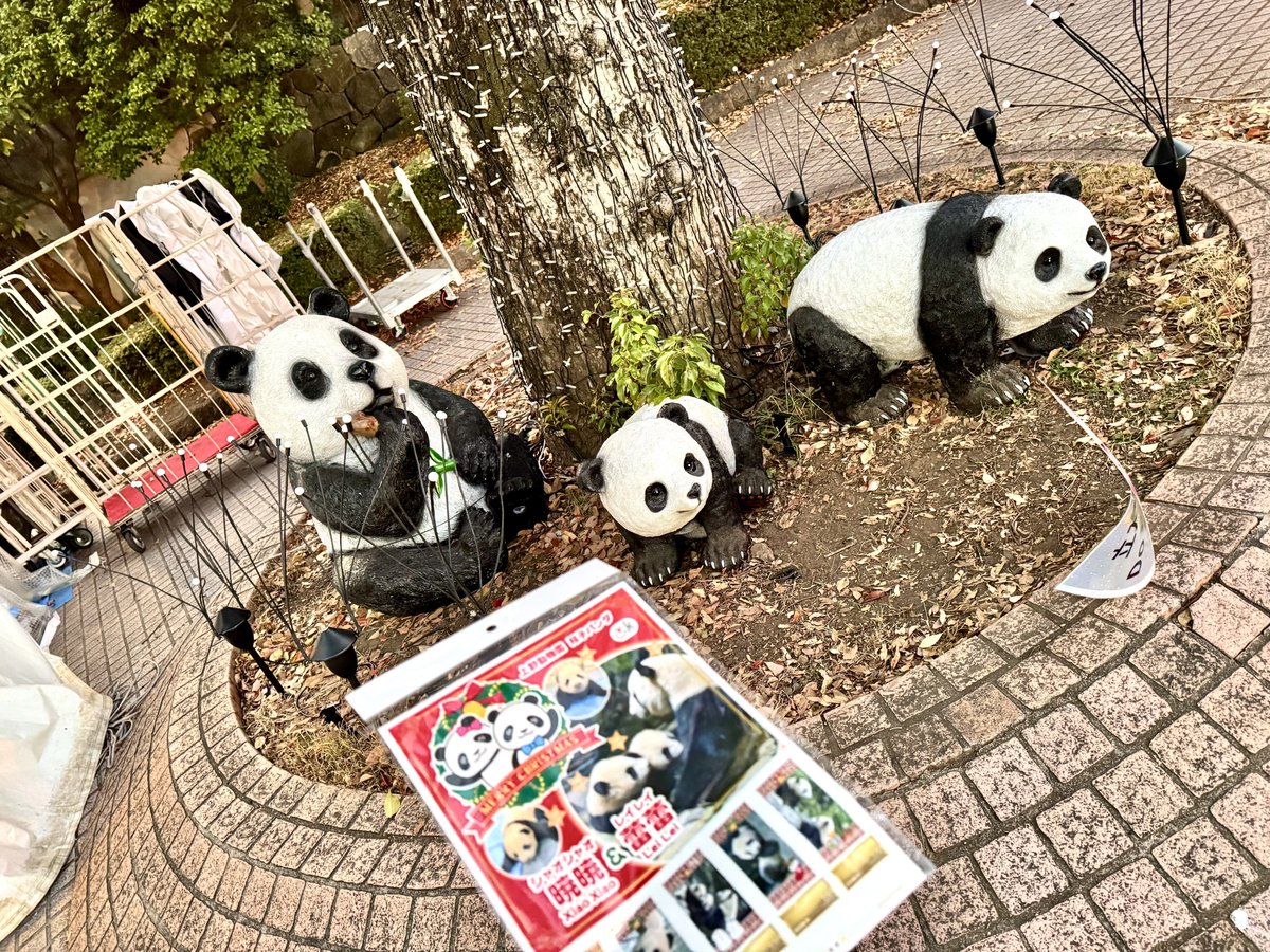 大熊猫太【阿久津 優 Akutsu Yu】 (@panda_y_akutsu) / Posts / X