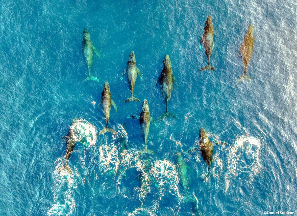 OurOcean's tweet image. Did someone say #BlueFriday?! 🌊🎁🌊

This holiday season, don't forget to add our ocean to your gifting list! 💙

Your support makes our work possible, and your gift in honor of #GivingTuesday this year will be MATCHED, making 2X the waves to protect our ocean. 

🪸 DONATE…