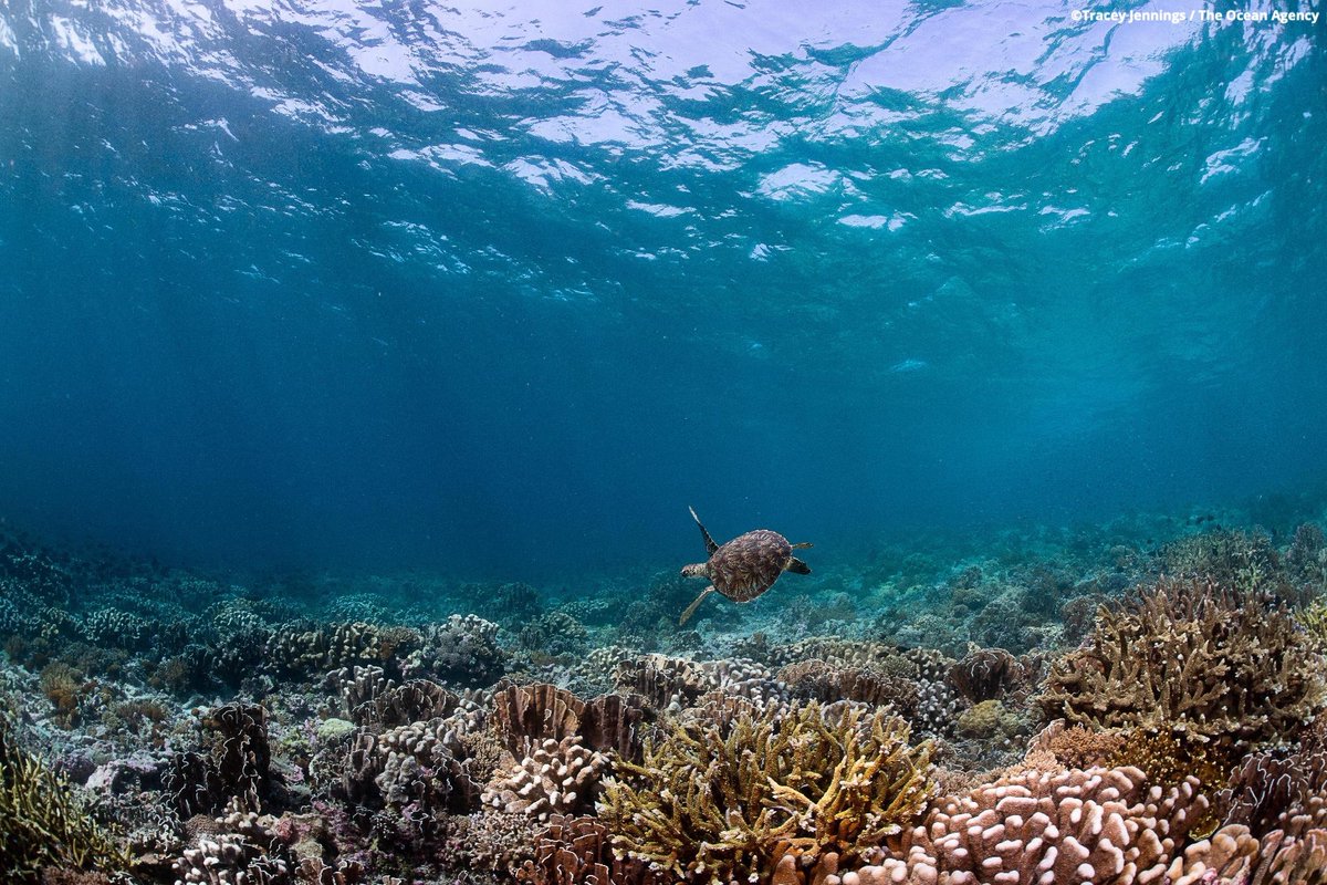 OurOcean's tweet image. Did someone say #BlueFriday?! 🌊🎁🌊

This holiday season, don't forget to add our ocean to your gifting list! 💙

Your support makes our work possible, and your gift in honor of #GivingTuesday this year will be MATCHED, making 2X the waves to protect our ocean. 

🪸 DONATE…