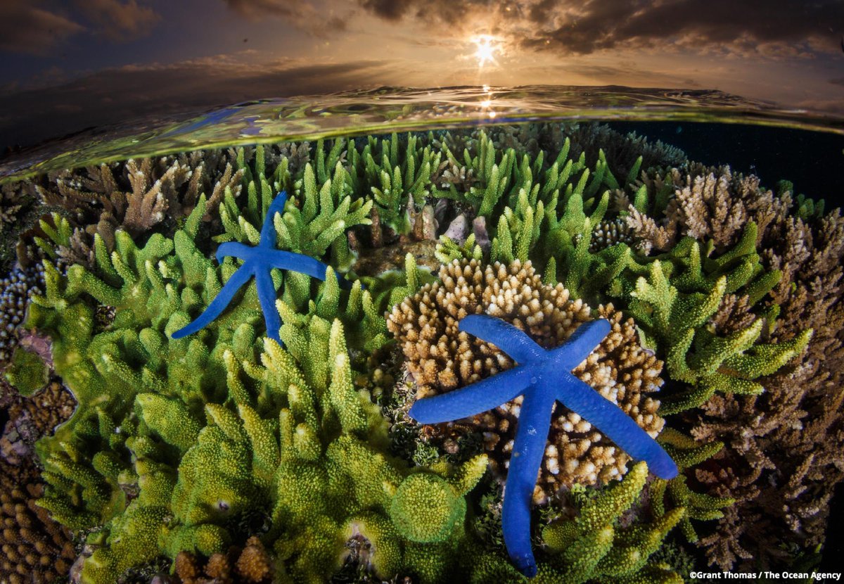 OurOcean's tweet image. Did someone say #BlueFriday?! 🌊🎁🌊

This holiday season, don't forget to add our ocean to your gifting list! 💙

Your support makes our work possible, and your gift in honor of #GivingTuesday this year will be MATCHED, making 2X the waves to protect our ocean. 

🪸 DONATE…