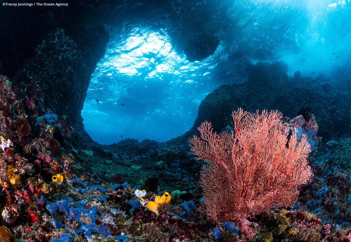 OurOcean's tweet image. Did someone say #BlueFriday?! 🌊🎁🌊

This holiday season, don't forget to add our ocean to your gifting list! 💙

Your support makes our work possible, and your gift in honor of #GivingTuesday this year will be MATCHED, making 2X the waves to protect our ocean. 

🪸 DONATE…