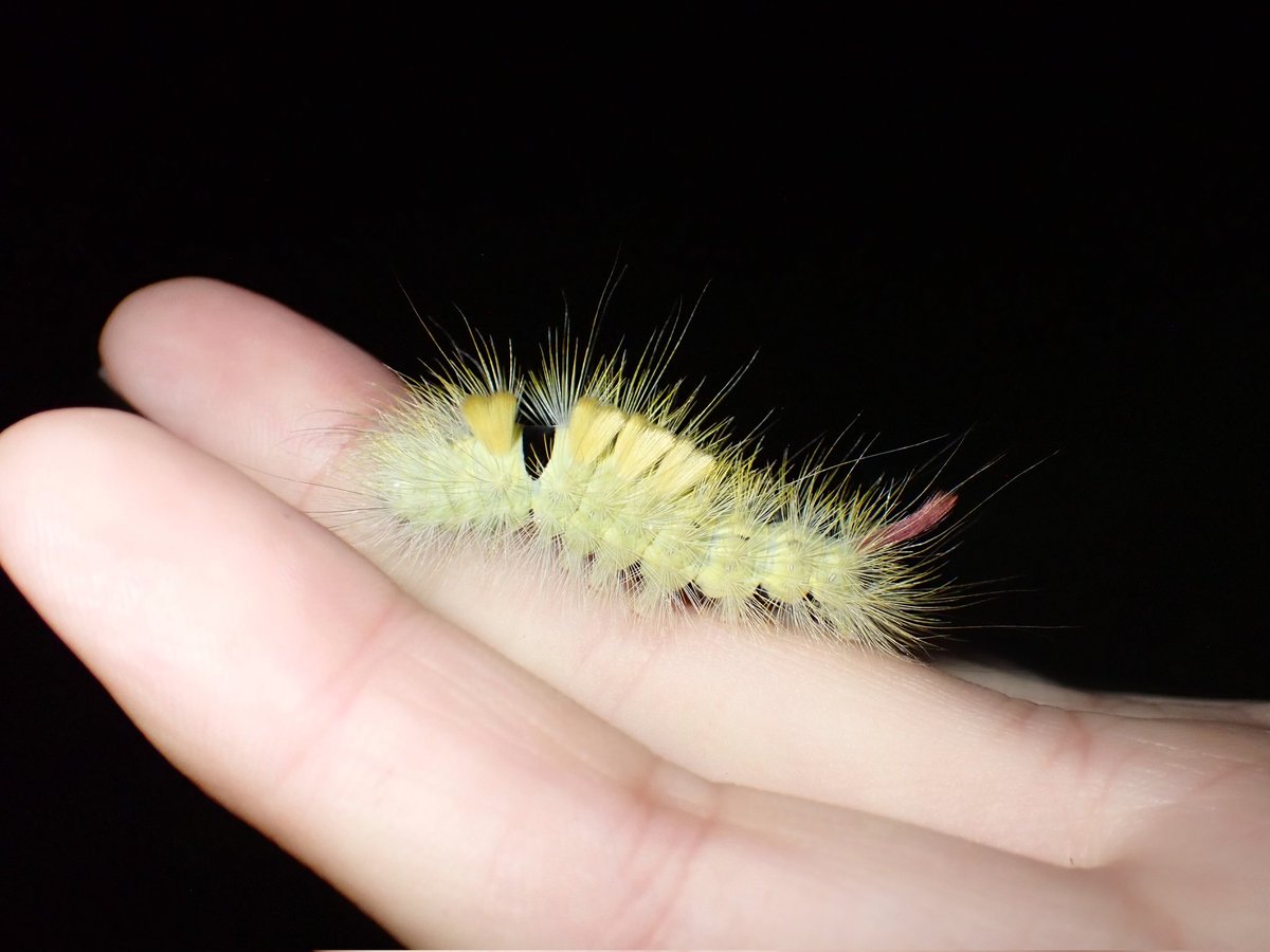 piyo_bug's tweet image. フサフサ毛虫さん💛
毒無いよ～
#リンゴドクガ