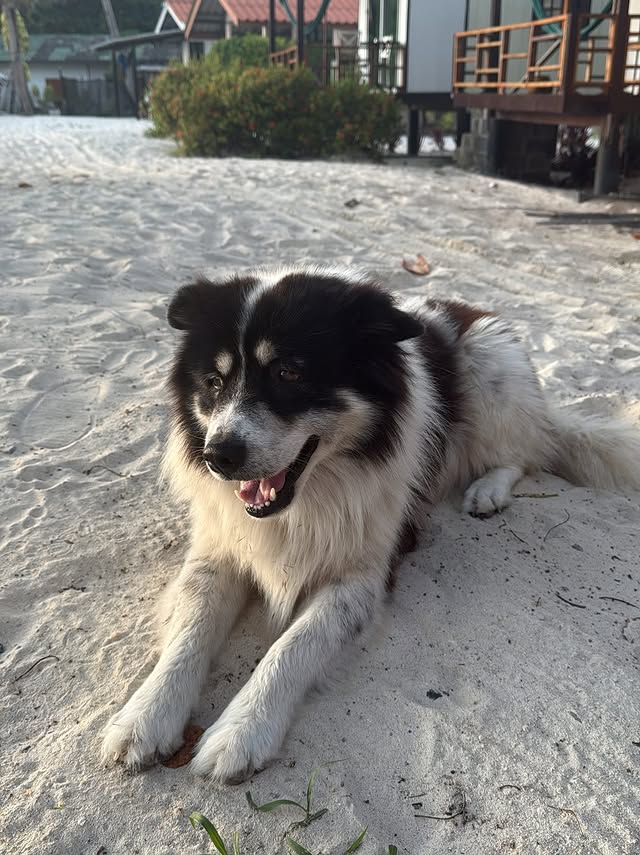 Simcha_Shoval's tweet image. 🙃