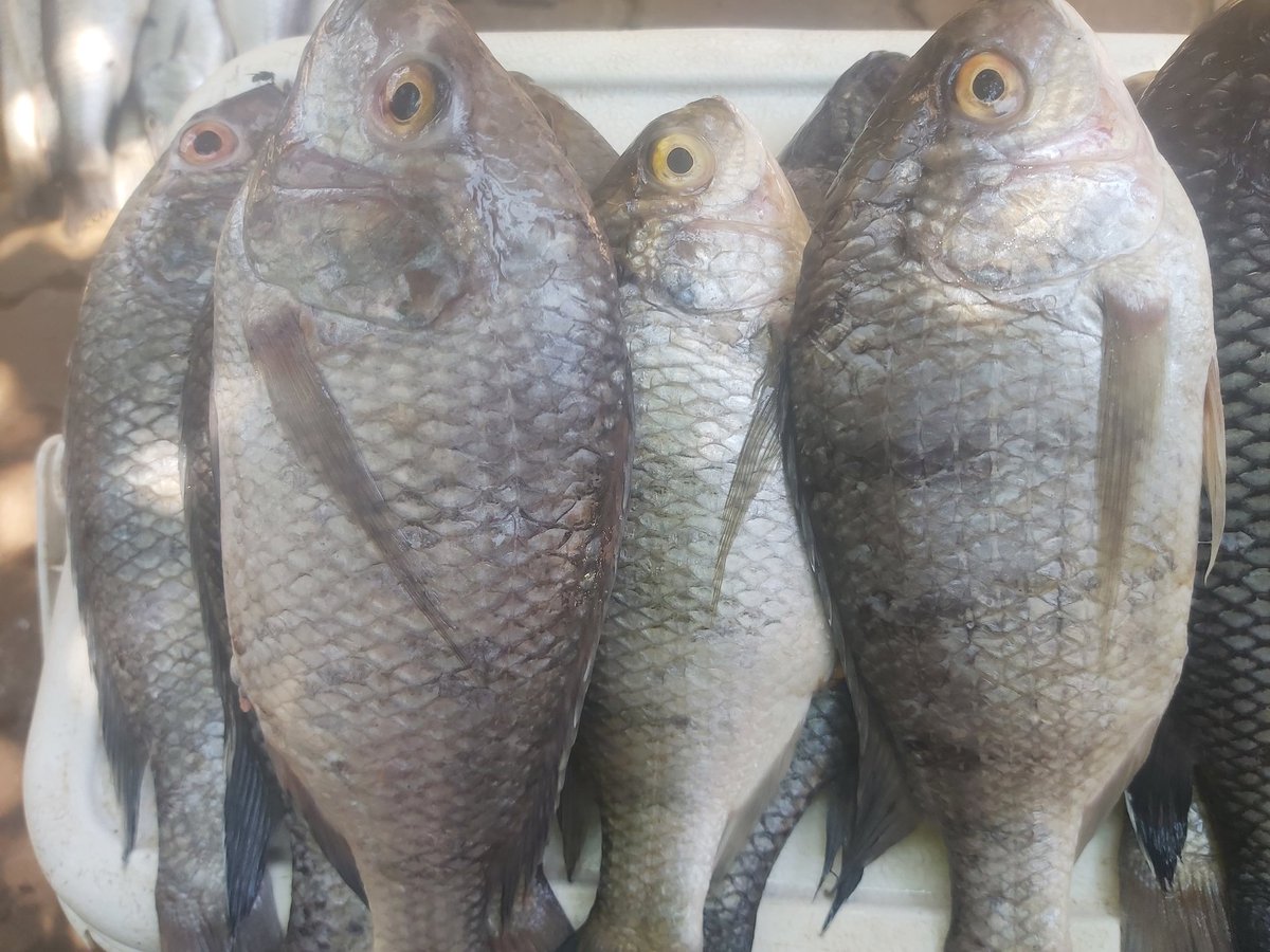If you are a fish lover, whatsapp 0887 34 19 61 and grab yours!! 🙂
Chambo and Butterfish K50,000 for 6, Area 47 sector 4.