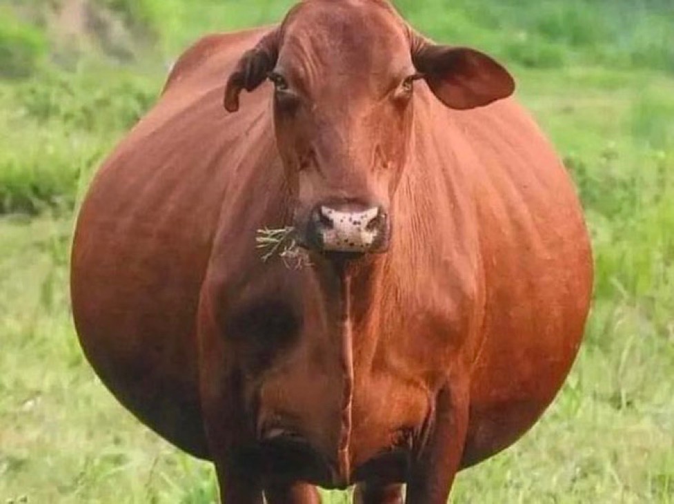 Eu engolindo meus ciúmes porque quero um relacionamento saudável