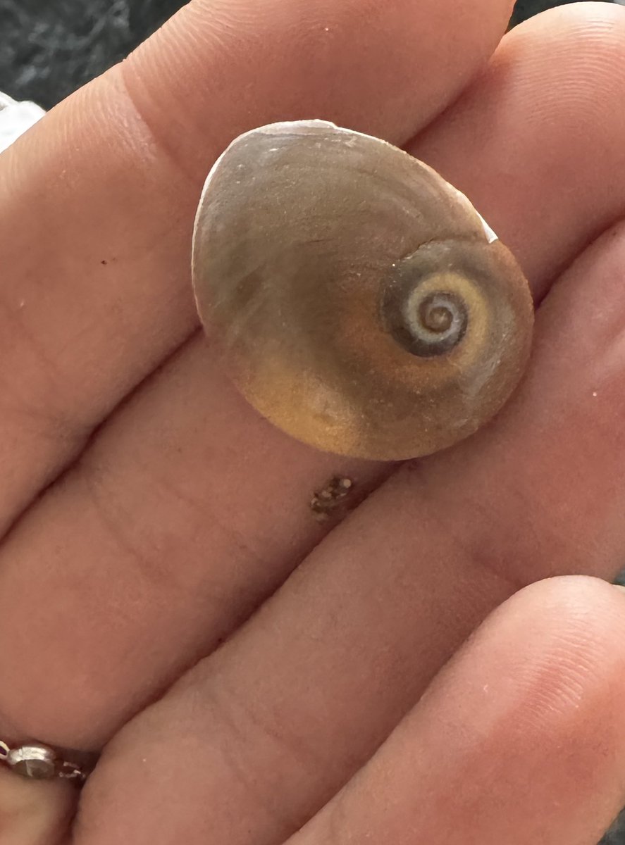cicekdegilim's tweet photo. Ay salyangozu #moonsnail #Cyprus https://t.co/JbJcxZIETy