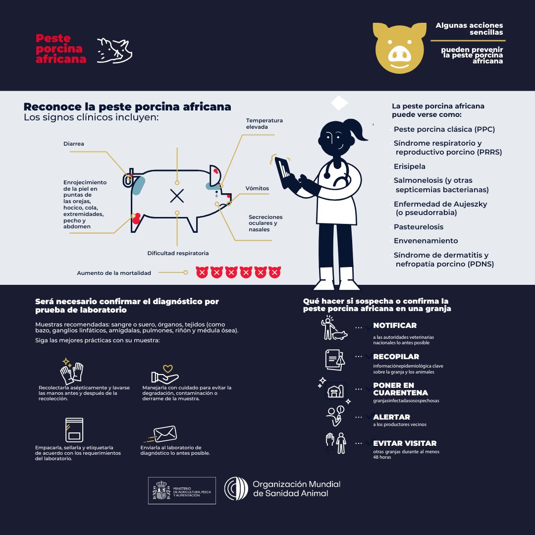 España ha comunicado inmediatamente este foco a la UE y a la <a href="/WOAH/">World Organisation for Animal Health</a>, conforme a los protocolos internacionales.

🌍La peste porcina africana implica la adopción de medidas estrictas para su control y erradicación en las zonas afectadas.