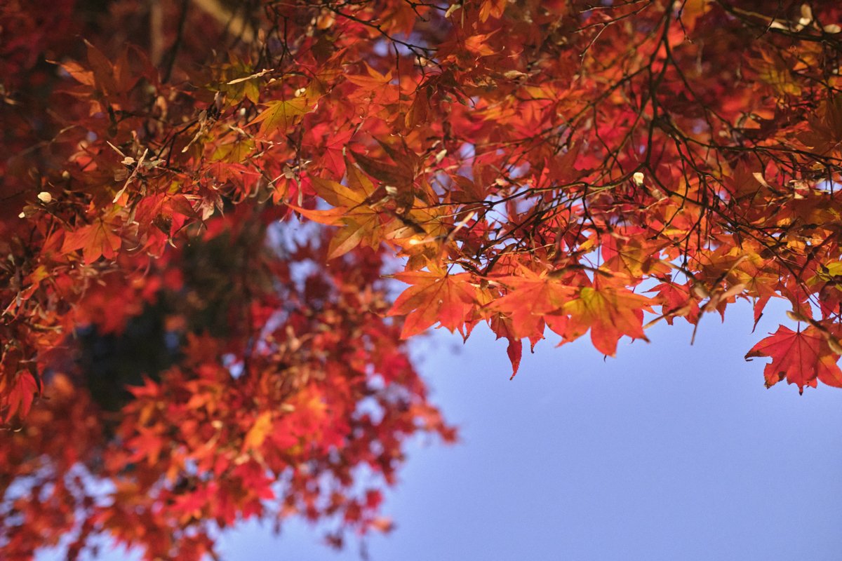 yxd84uy's tweet photo. 紅葉@書写山圓教寺 https://t.co/yQAnfrZzYl