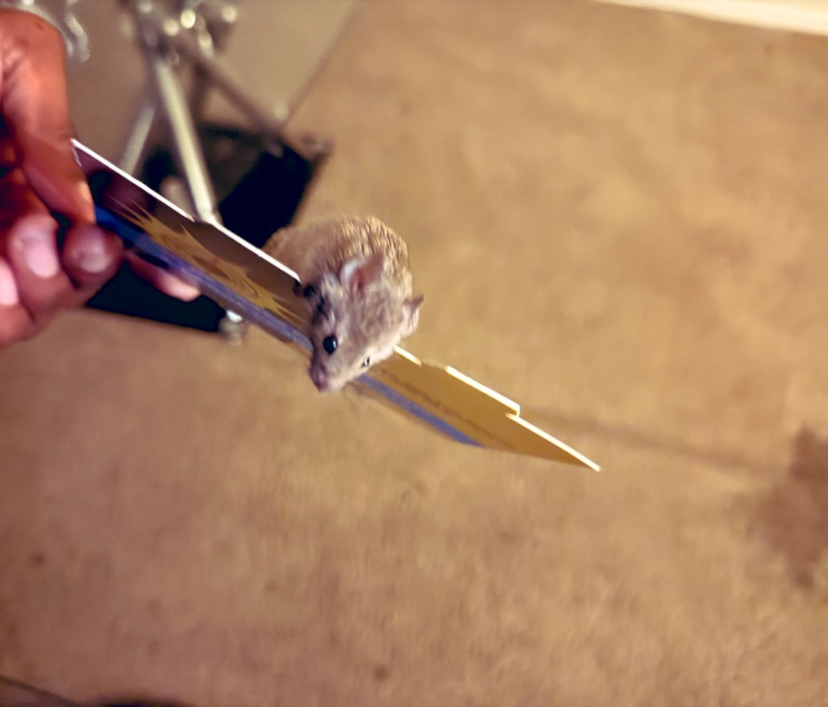 R4T | ねずみ | Nezumi tweet media