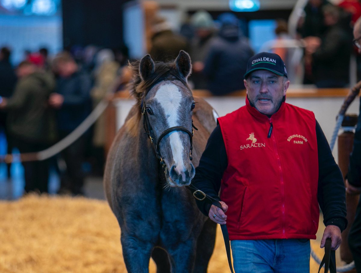 JuddmonteFarms's tweet image. Demand continues for first-crop foals by CHALDEAN @Tattersalls1766, with @SackvilleDonald landing a winning bid of 240,000gns for Lot 837 🙌

The @stringstonfarm-consigned filly is a half-sister to Gr.2 winner and Gr.1-placed Melo Melo, plus dual Gr.3 winner Treasuring.
