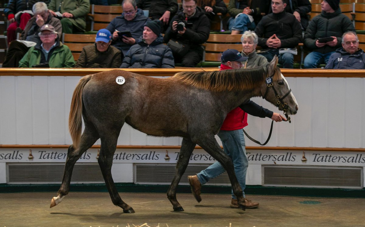 JuddmonteFarms's tweet image. Demand continues for first-crop foals by CHALDEAN @Tattersalls1766, with @SackvilleDonald landing a winning bid of 240,000gns for Lot 837 🙌

The @stringstonfarm-consigned filly is a half-sister to Gr.2 winner and Gr.1-placed Melo Melo, plus dual Gr.3 winner Treasuring.