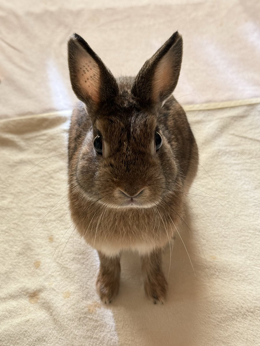 蒔種 tweet media