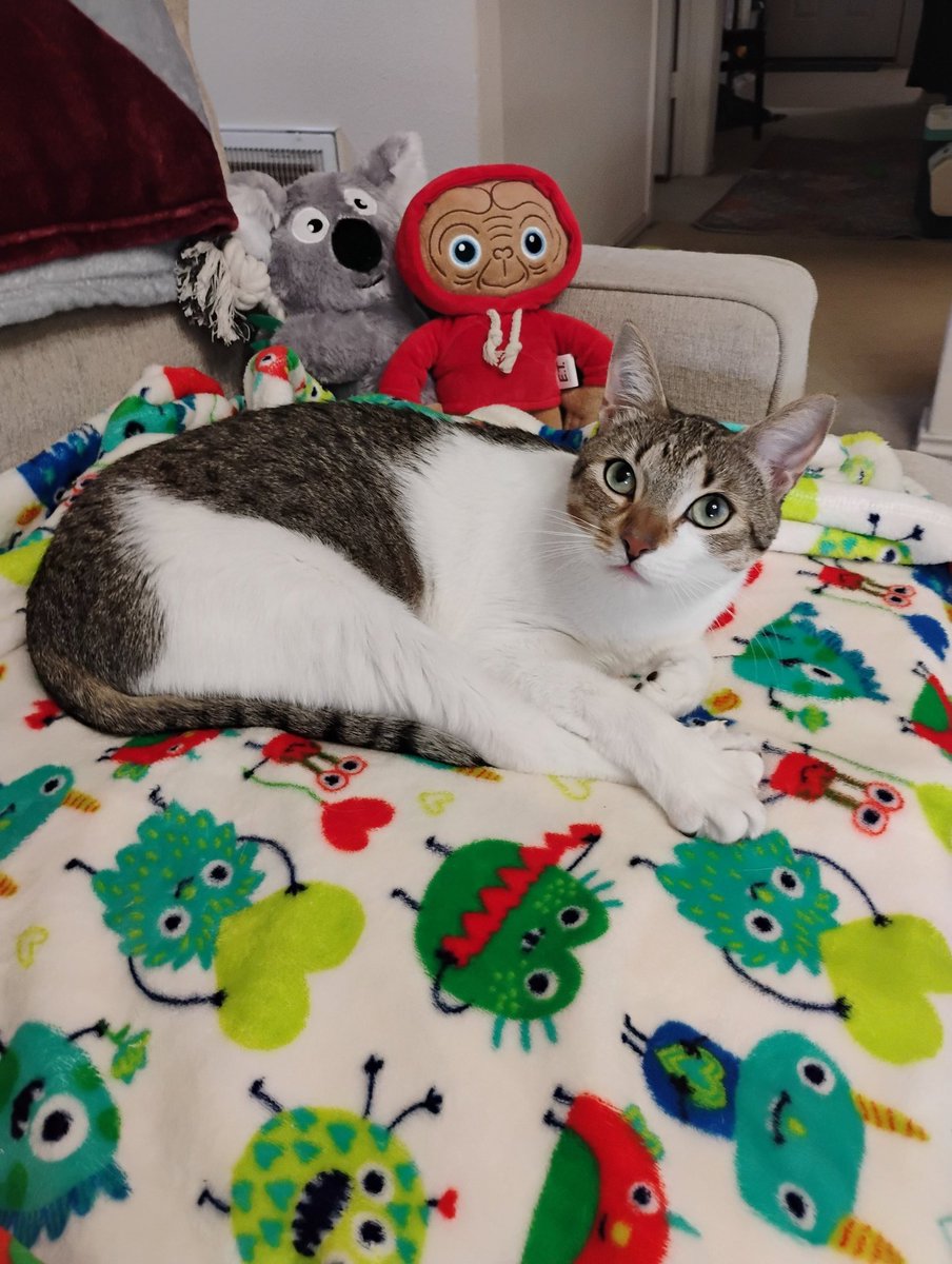 Pals, there are some great deals <a href="/Chewy/">Chewy</a> today! Lots of treats and toys are Buy 1 Get 1 Free! We also took advantage of a $40 gift card with purchase of $100 in Purina items offer. 🙀🙀🙀Great deals and we don't have to leave the couch.